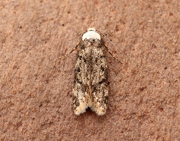 28.009 BF648 White-shouldered House-moth Endrosis sarcitrella