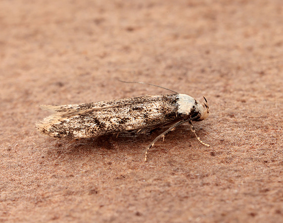28.009 BF648 White-shouldered House-moth Endrosis sarcitrella