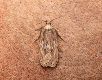 32.036 BF672 Parsnip Moth Depressaria radiella