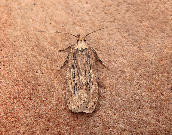 32.036 BF672 Parsnip Moth Depressaria radiella