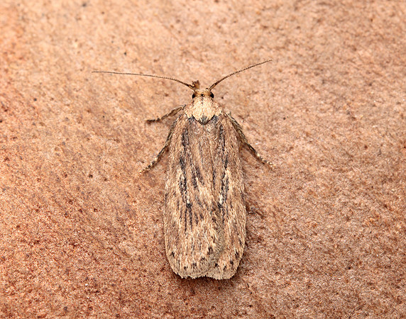 32.036 BF672 Parsnip Moth Depressaria radiella