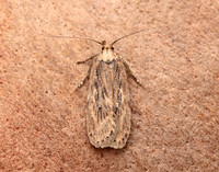 32.036 BF672 Parsnip Moth Depressaria radiella