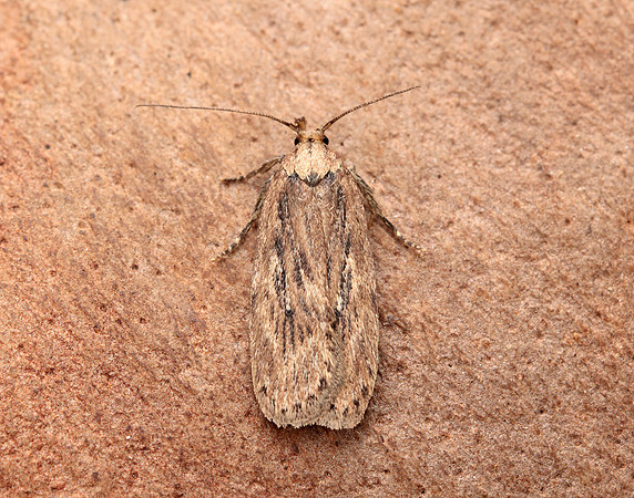 32.036 BF672 Parsnip Moth Depressaria radiella