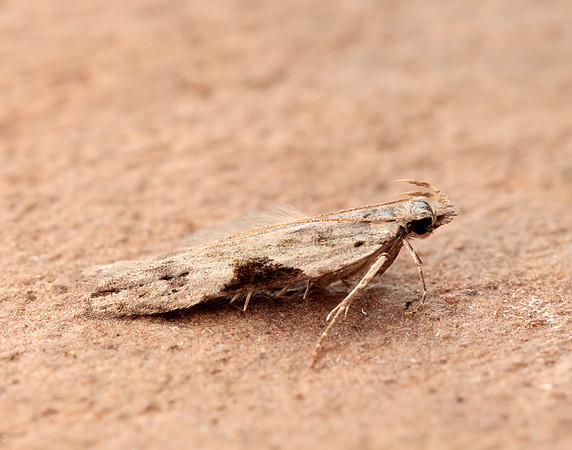 35.018 BF858 Hypatima rhomboidella