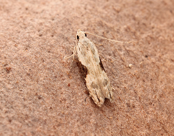 35.018 BF858 Hypatima rhomboidella