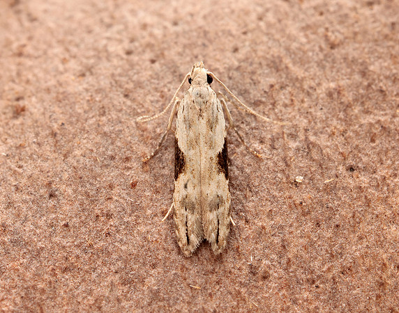 35.018 BF858 Hypatima rhomboidella