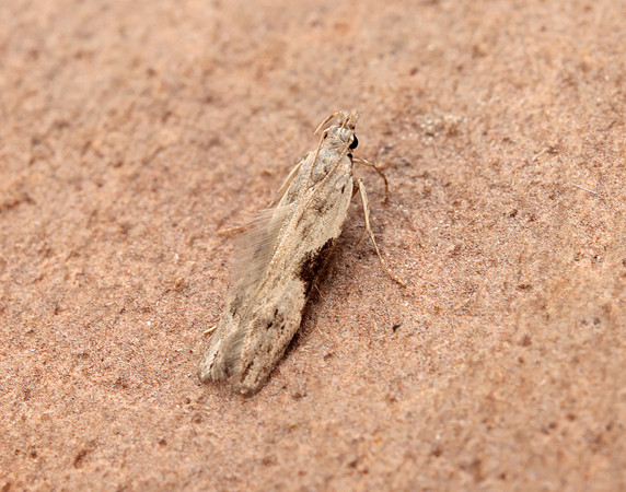 35.018 BF858 Hypatima rhomboidella
