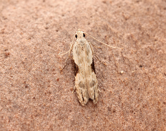 35.018 BF858 Hypatima rhomboidella