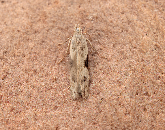 35.018 BF858 Hypatima rhomboidella
