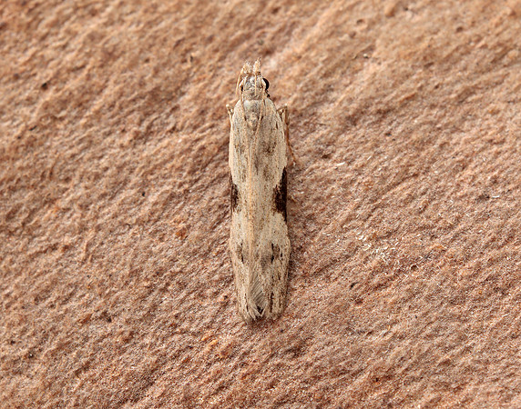 35.018 BF858 Hypatima rhomboidella