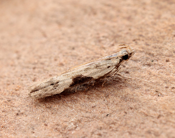 35.018 BF858 Hypatima rhomboidella