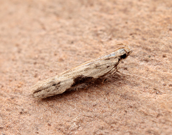 35.018 BF858 Hypatima rhomboidella
