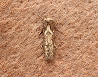 41.002 BF873 Blastobasis adustella