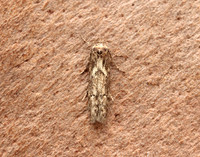 41.002 BF873 Blastobasis adustella