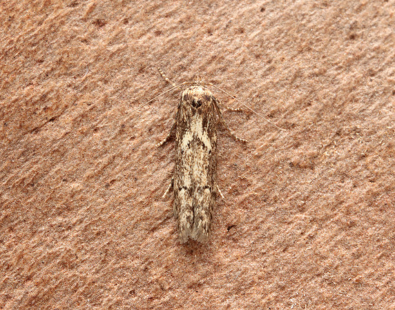 41.002 BF873 Blastobasis adustella