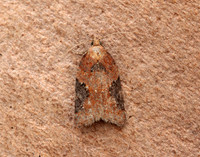 49.066 BF1038 Acleris laterana
