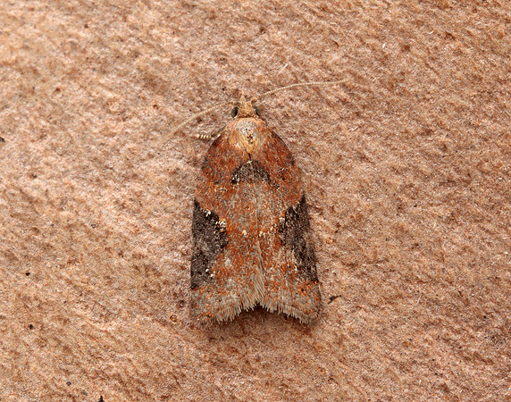 49.066 BF1038 Acleris laterana