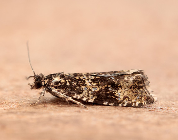 49.166 BF1076 Celypha lacunana