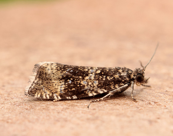 49.166 BF1076 Celypha lacunana