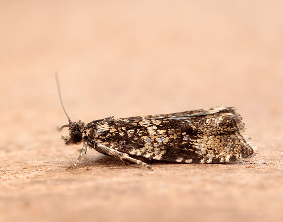 49.166 BF1076 Celypha lacunana