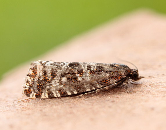 49.172 BF1073 Phiaris schulziana