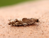 49.201 BF1117 Ancylis unguicella
