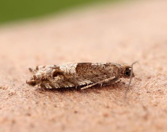 49.201 BF1117 Ancylis unguicella