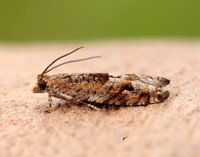 49.201 BF1117 Ancylis unguicella