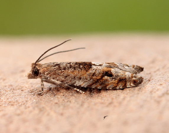 49.201 BF1117 Ancylis unguicella