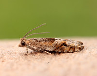 49.201 BF1117 Ancylis unguicella