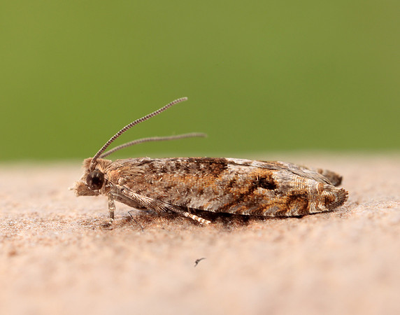 49.201 BF1117 Ancylis unguicella