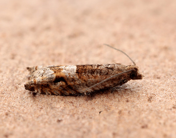 49.201 BF1117 Ancylis unguicella
