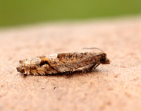 49.201 BF1117 Ancylis unguicella