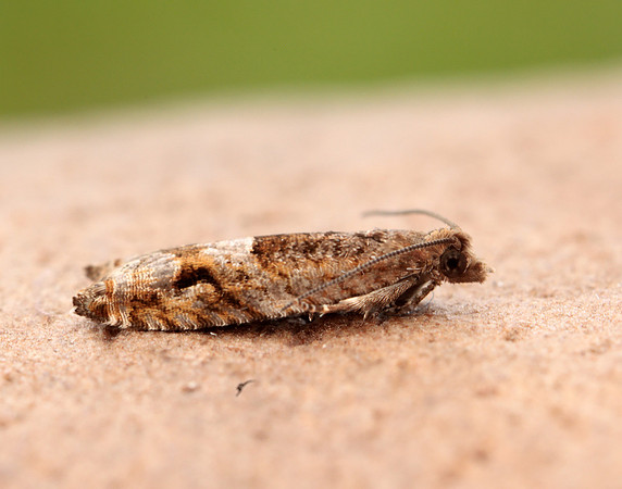 49.201 BF1117 Ancylis unguicella