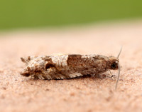 49.201 BF1117 Ancylis unguicella