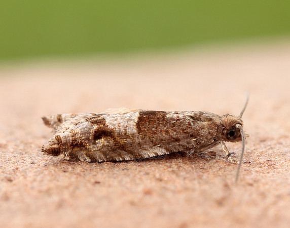 49.201 BF1117 Ancylis unguicella