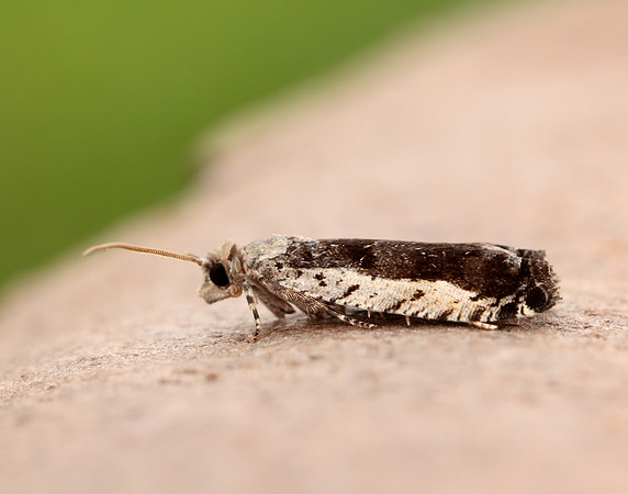 49.249 BF1134 Epinotia ramella
