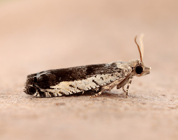 49.249 BF1134 Epinotia ramella