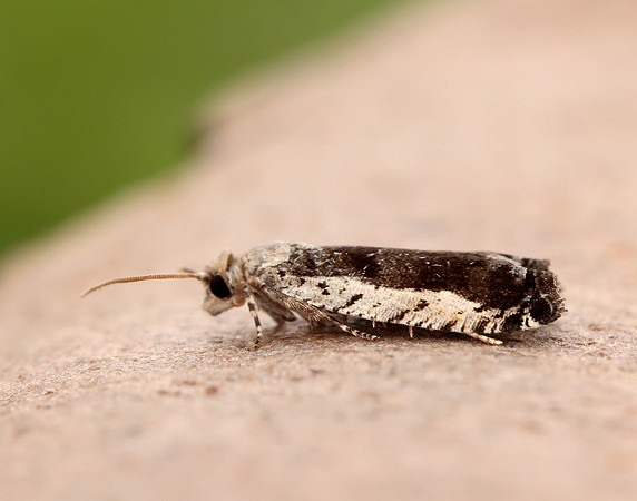 49.249 BF1134 Epinotia ramella