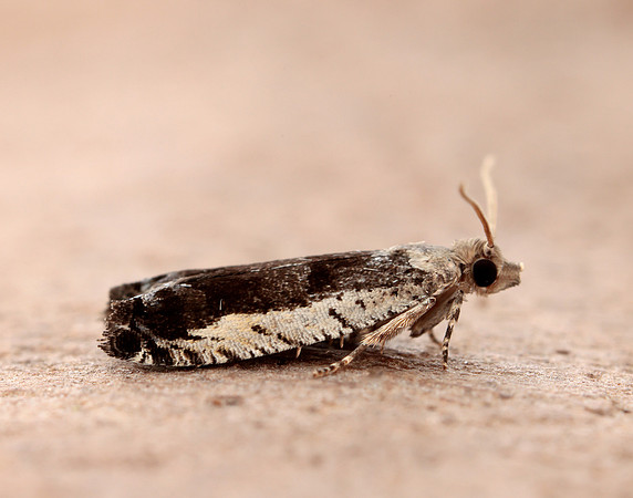 49.249 BF1134 Epinotia ramella