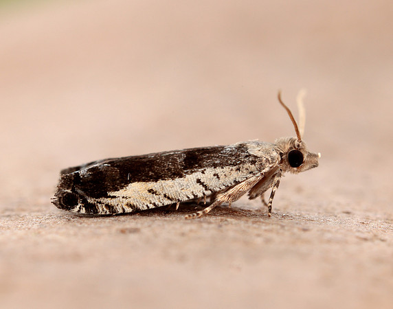 49.249 BF1134 Epinotia ramella