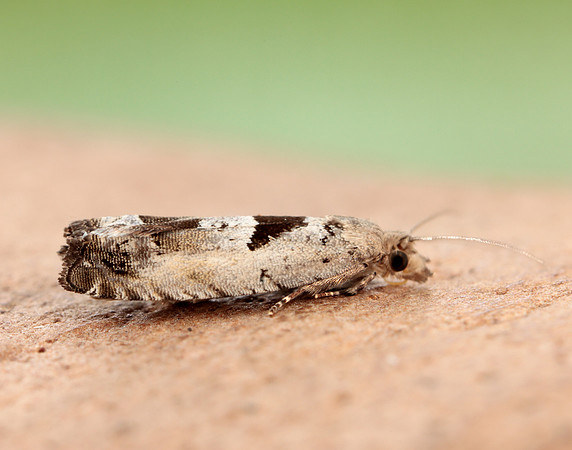 49.249 BF1134 Epinotia ramella
