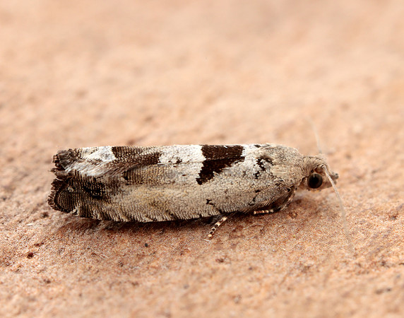 49.249 BF1134 Epinotia ramella