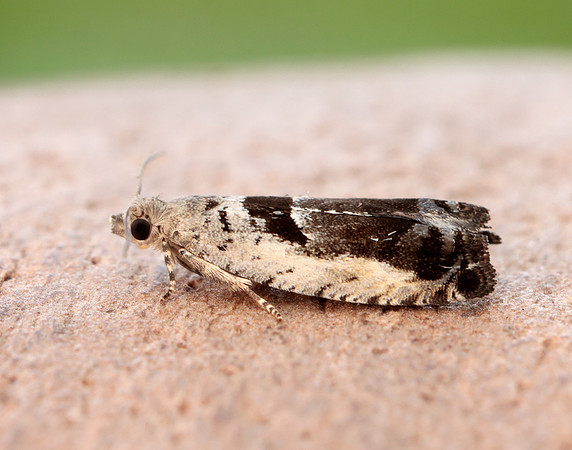 49.249 BF1134 Epinotia ramella