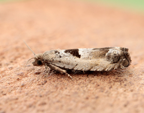 49.249 BF1134 Epinotia ramella