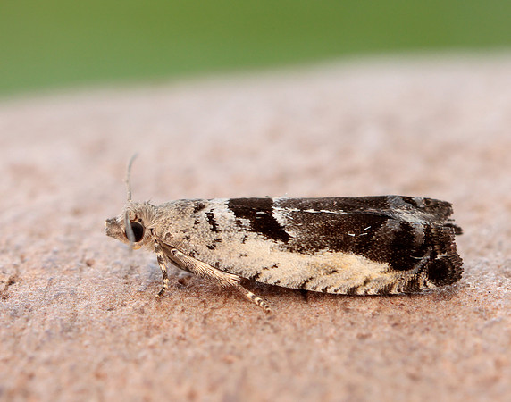 49.249 BF1134 Epinotia ramella