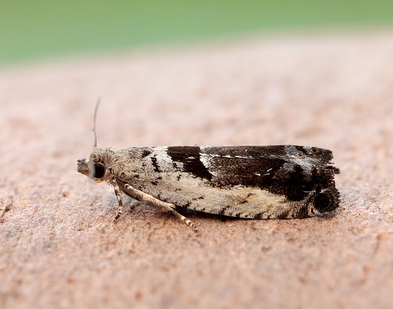 49.249 BF1134 Epinotia ramella