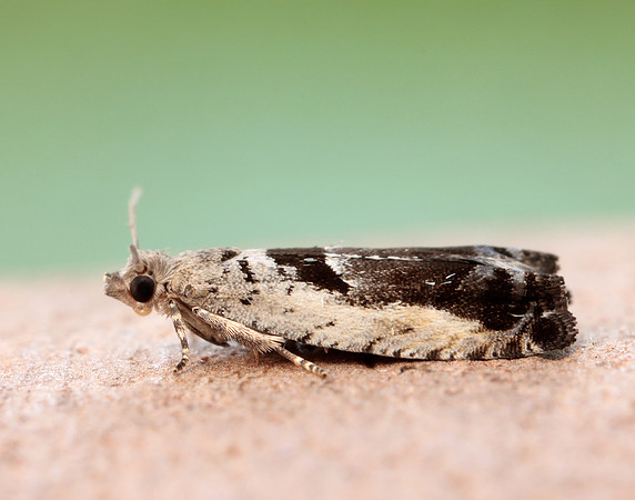 49.249 BF1134 Epinotia ramella