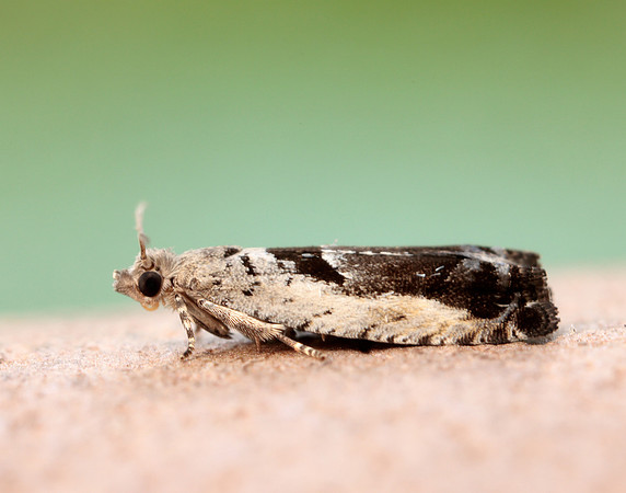 49.249 BF1134 Epinotia ramella