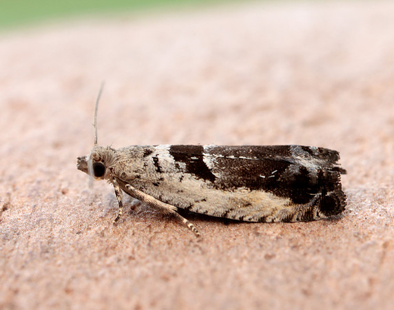 49.249 BF1134 Epinotia ramella